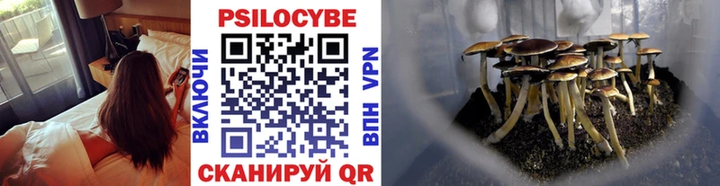 Псилоцибиновые грибы Psilocybe  где продают   Облучье 